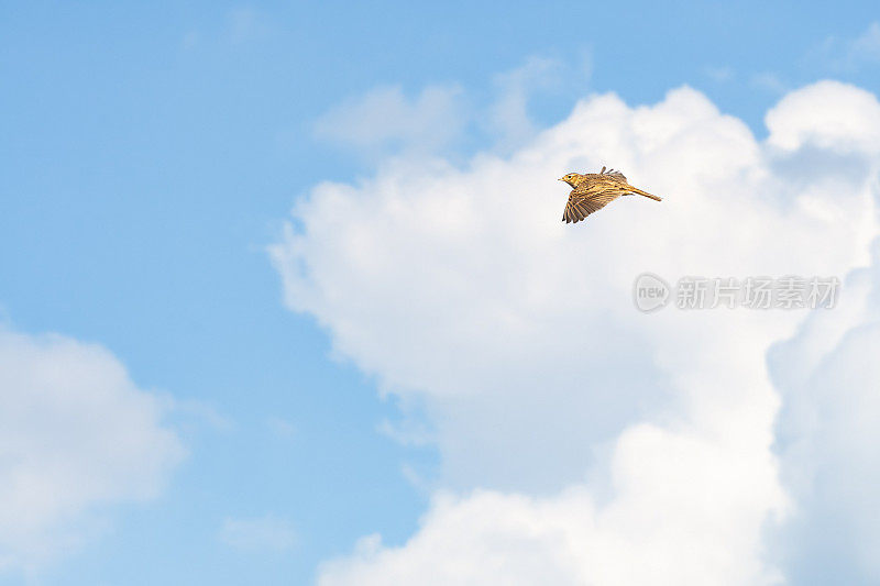 欧亚云雀(Alauda arvensis)是一种棕色羽毛的小鸟，在阳光明媚的日子里，它会高高飞翔。